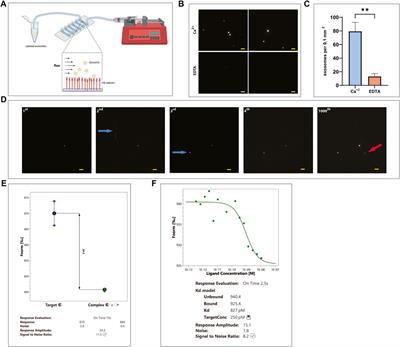 CD34+ HSPCs-derived exosomes contain dynamic cargo and promote their migration through functional binding with the homing receptor E-selectin